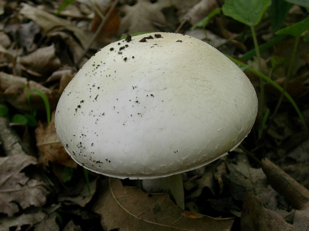 1309 Aprile vecchio ritrovamento